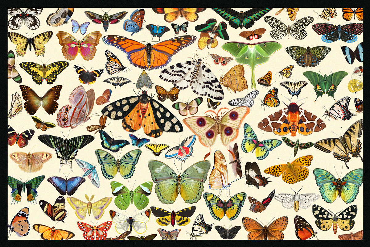 370+ Butterflies Cliparts, an Animal Illustration by Lilithcollageart (Photo 3 of 8)