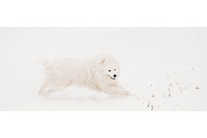 Young White Samoyed Dog (Bjelkier, an Animal Photo by Our Amazing World