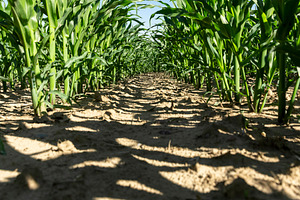 an agricultural field where corn crops are grown with flowers against a clear b, a Photo by rsoollAI