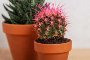 Two small potted cacti with pink thorns resting on wooden surfac, a Nature Photo by Olena Rudo