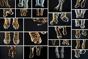 Animal Legs - 49 images, an Animal Photo by Handmadefont (Thumbnail 4 of 13)