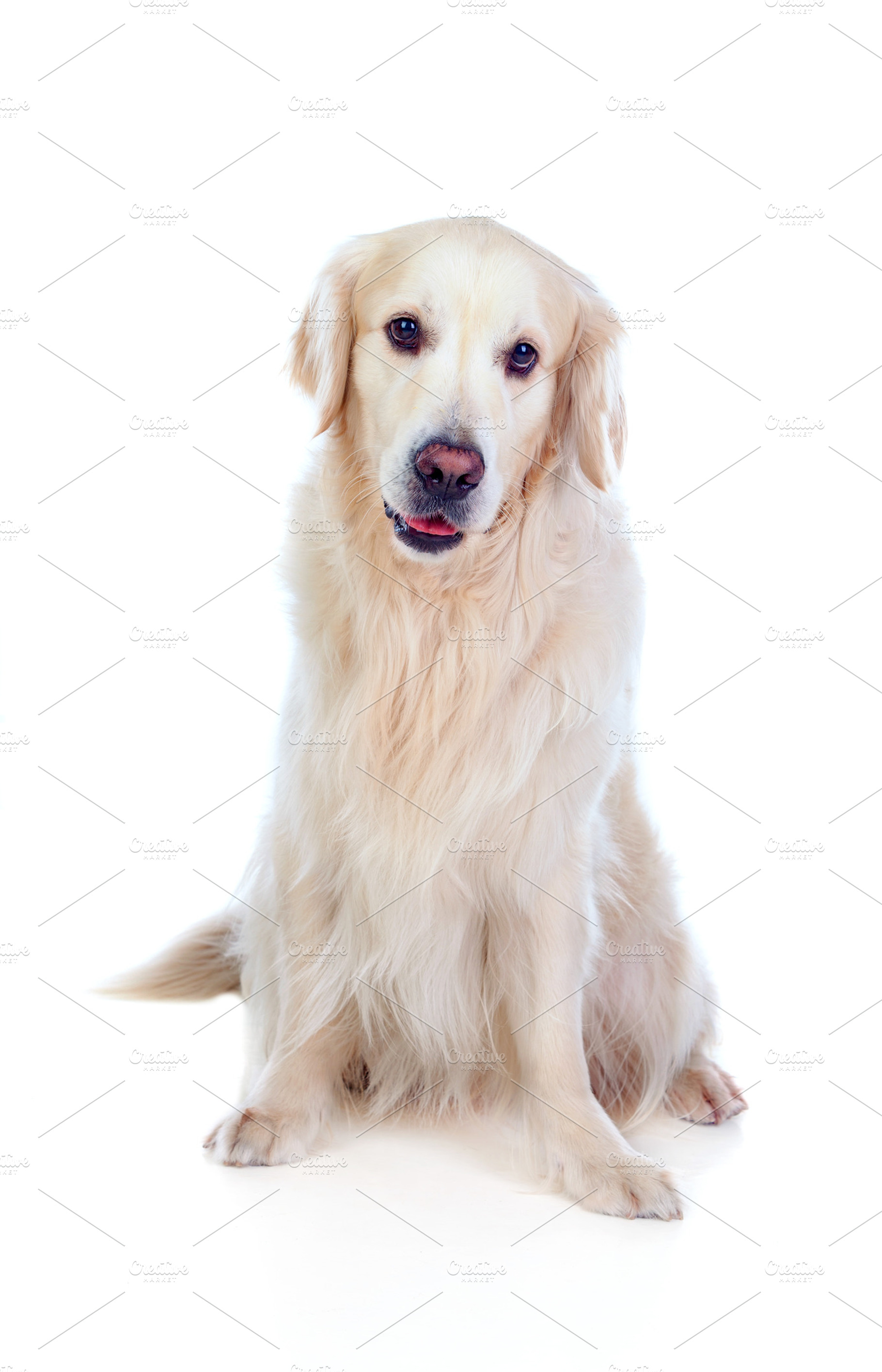 Pets stock photo containing dog and pet, an Animal Photo by José Manuel Gelpi
