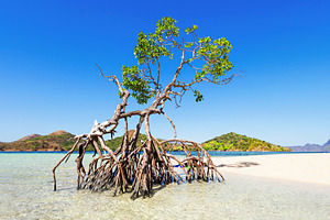 Mangrove tree, a Photo by saiko3p