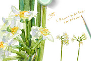 White Spring-Paperwhites, an Illustration by watercolorwild.graphics (Thumbnail 5 of 7)