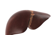 Human internal organs, a Characters & Person 3D Model by konstantin.ermolaev (Thumbnail 25 of 46)