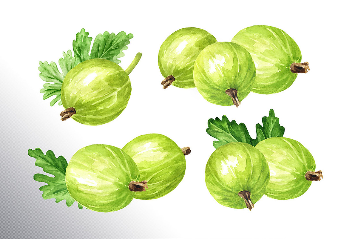 Amber Gooseberry. Watercolor set, a Food Illustration by Daria Ustiugova (Photo 7 of 23)