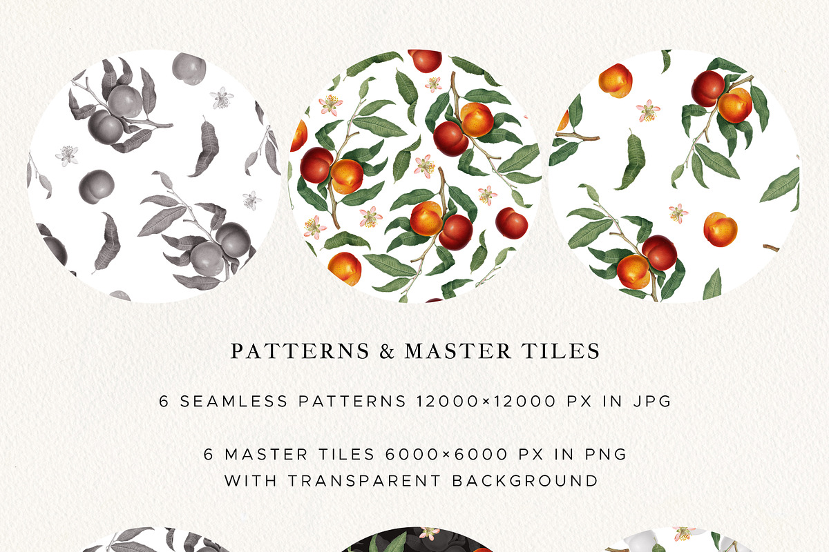 Vintage Peach Graphic Collection #01, a Decorative Illustration by Olga Begak Art & Design (Photo 5 of 9)