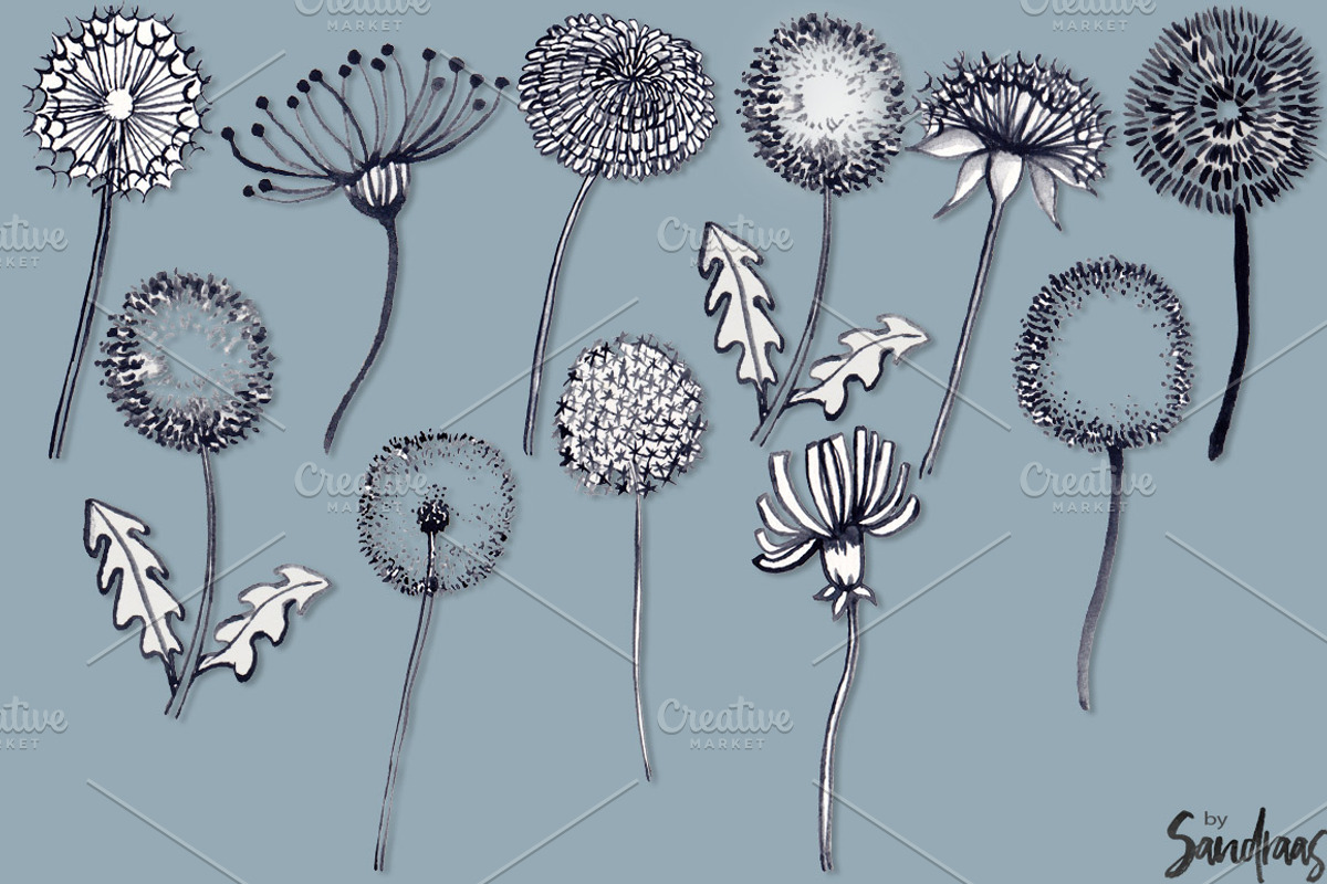 Dandelion handpainted clip art, an Illustration by SandraGraphicDesign (Photo 3 of 4)