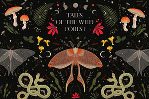 Tales Of The Wild Forest