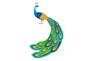 Detailed vector peacock showcasing, an Animal Illustration by the8monkey
