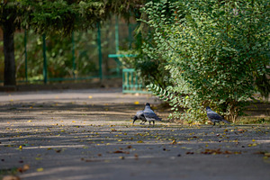 Three grey crows are on a paved path in a park, a Nature Photo by ndanko