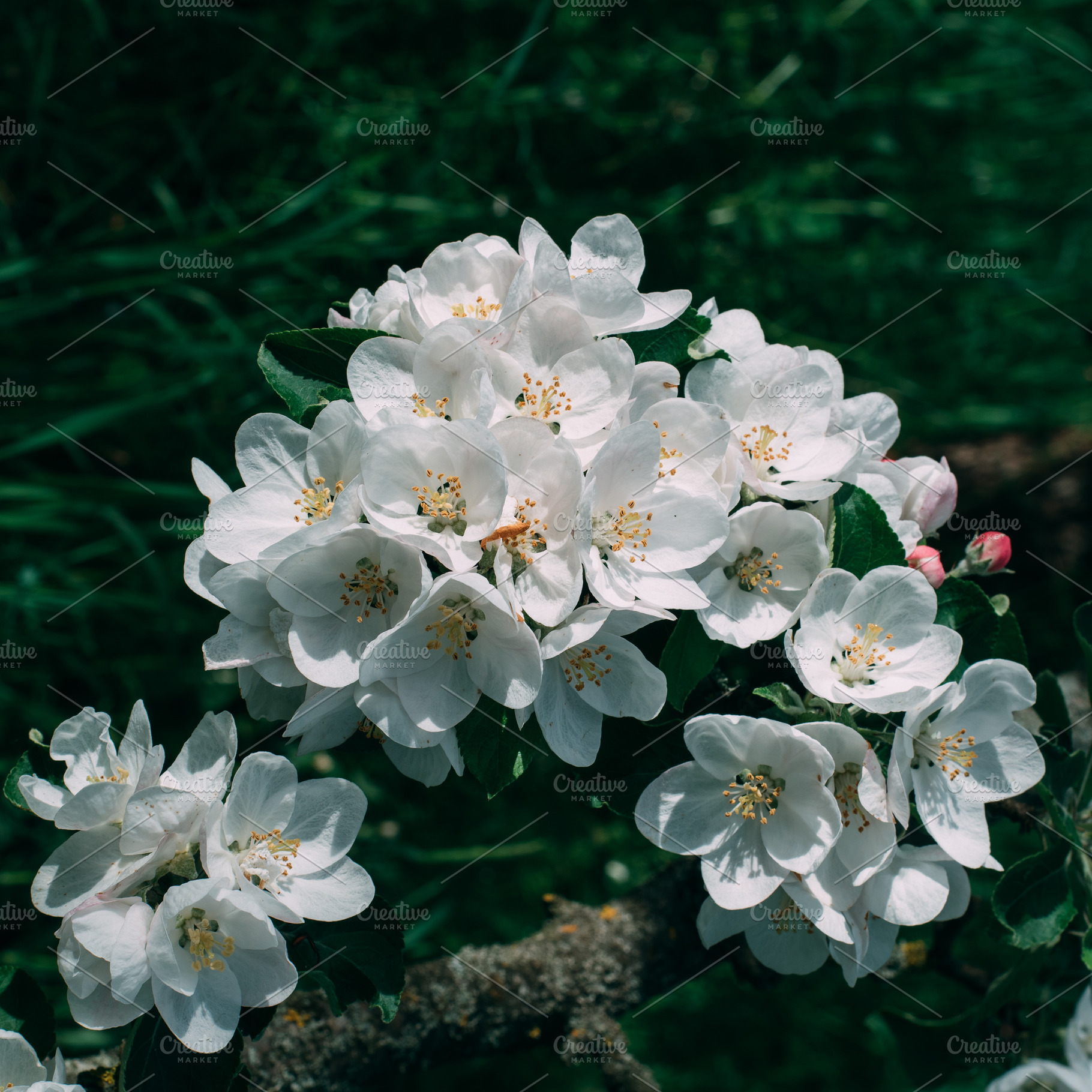 Square photo. Apple blossoms bloom i, a Nature Photo by Oleksandr Masnyi