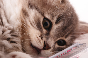 Adorable fluffy kitten in a playful pose, captured in soft natural light, perfe, an Animal Photo by Ales Munt