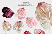 Wedding flower Anthurium bundle, a Decorative Illustration by NNclipart (Thumbnail 2 of 2)