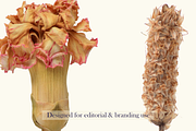 Airy Meadow – Dried Flower & Meadow, an Object Graphic by Aga Silva (Thumbnail 4 of 7)