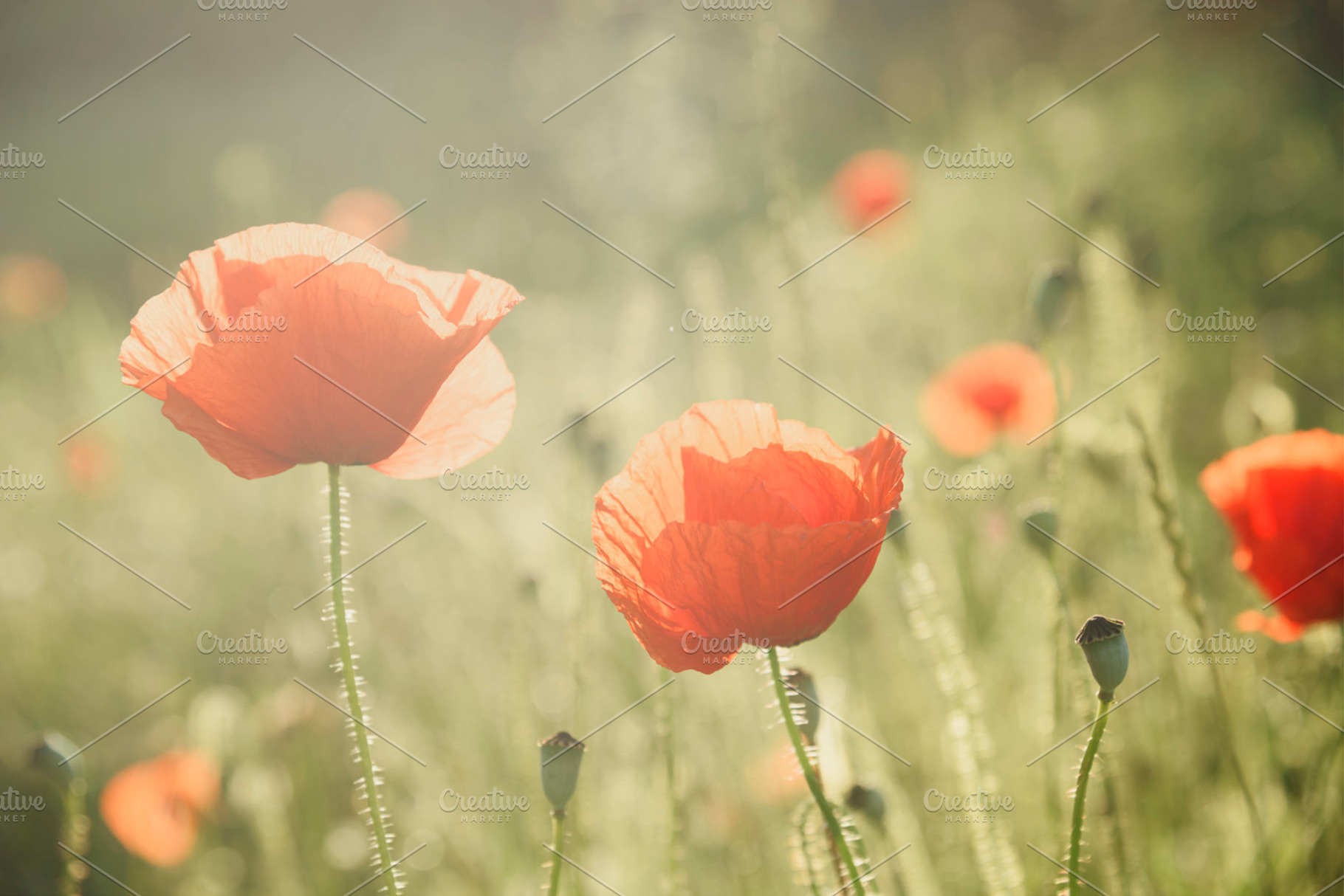 Poppy field, summer meadow flower, a Nature Photo by hitdelight