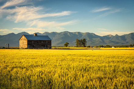 Summer sunset with an old barn and a rye field in rural Montana, a Nature Photo by Nick Fox