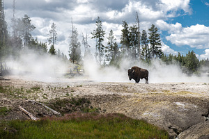 Bison on geysers at scenic yellowsto stock photo containing tourist