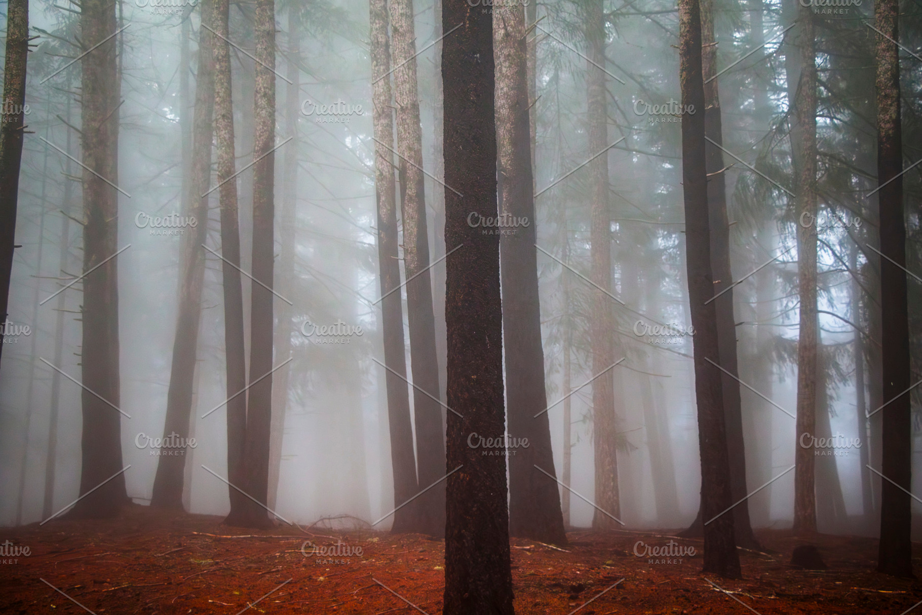 Fog Moving Through the Redwoods, a Nature Photo by Jillian Butolph