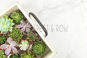 Succulent Photo Bundle, a Photo by Hudson Lark Studio (Thumbnail 3 of 8)