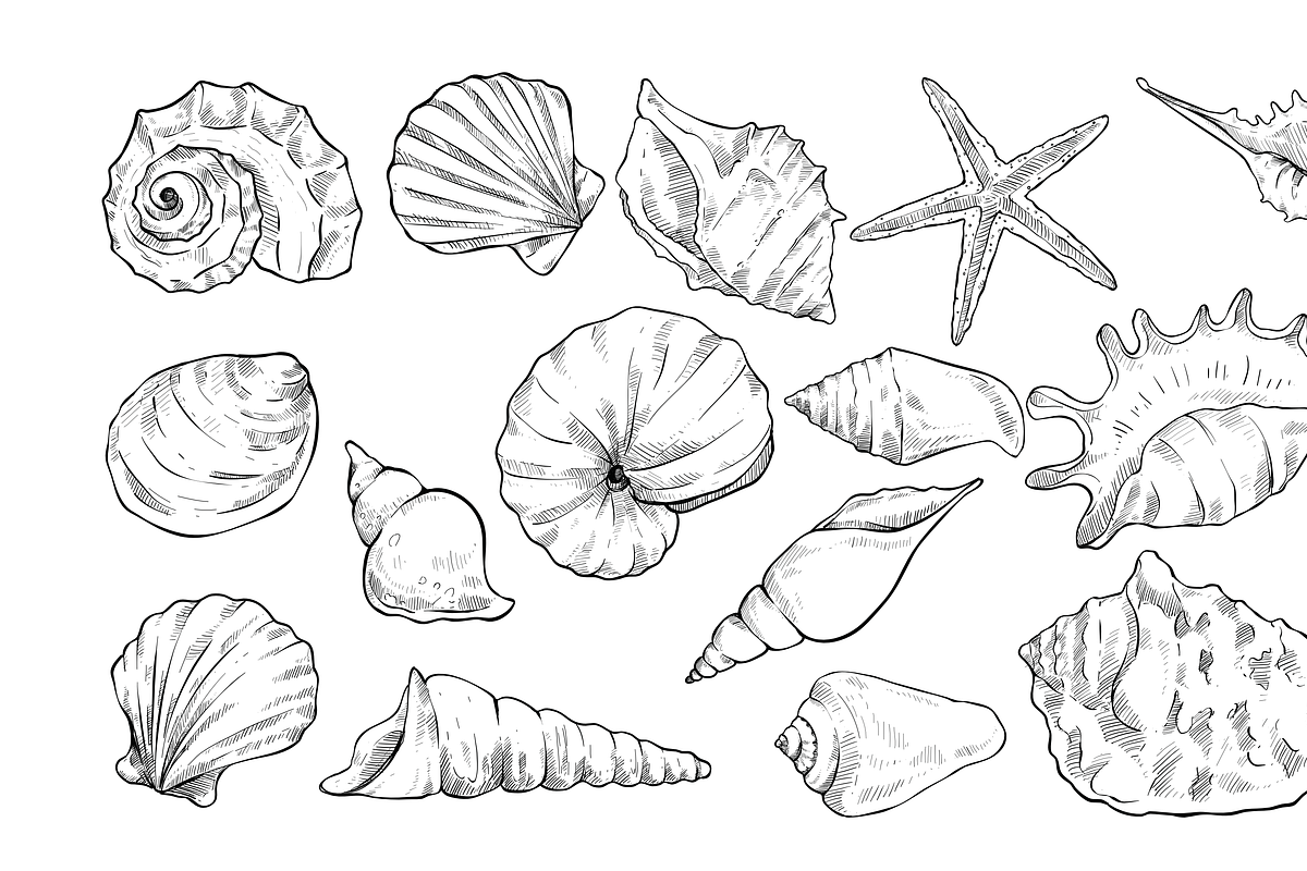 sea shell handdrawn collection, an Object Graphic by nikagraphic