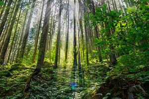 Sunlight filtering through tall coniferous trees in a lush green, a Nature Photo by Byrdyak