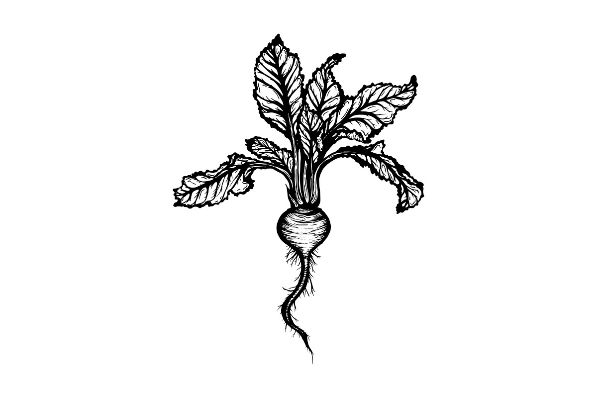 Hand Drawn Vector Beet Graphics, a Food Illustration by Dorey Kronick Art&Design (Photo 2 of 7)
