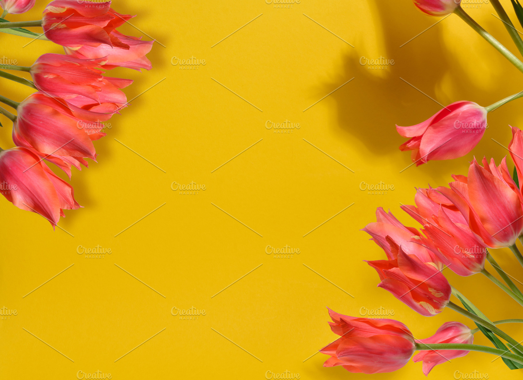 Bunch of vibrant pink tulips with ruffled petals and green stems, a Background Photo by ndanko