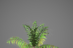 Alsophila Fern Young LOW