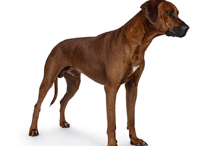 Rhodesian Ridgeback dog on white background, an Animal Photo by Cat'chy Images by Nynke