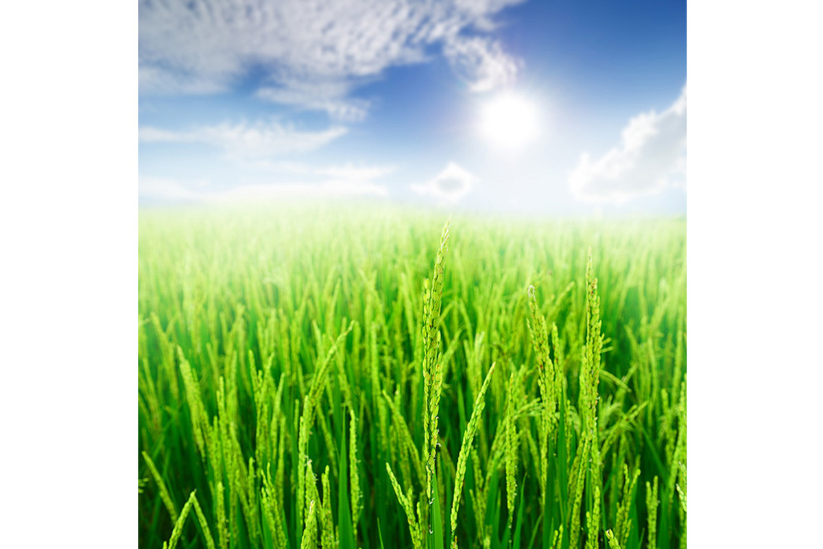 50 Fields background Set 01, a Texture Graphic by FWStudio (Photo 7 of 13)