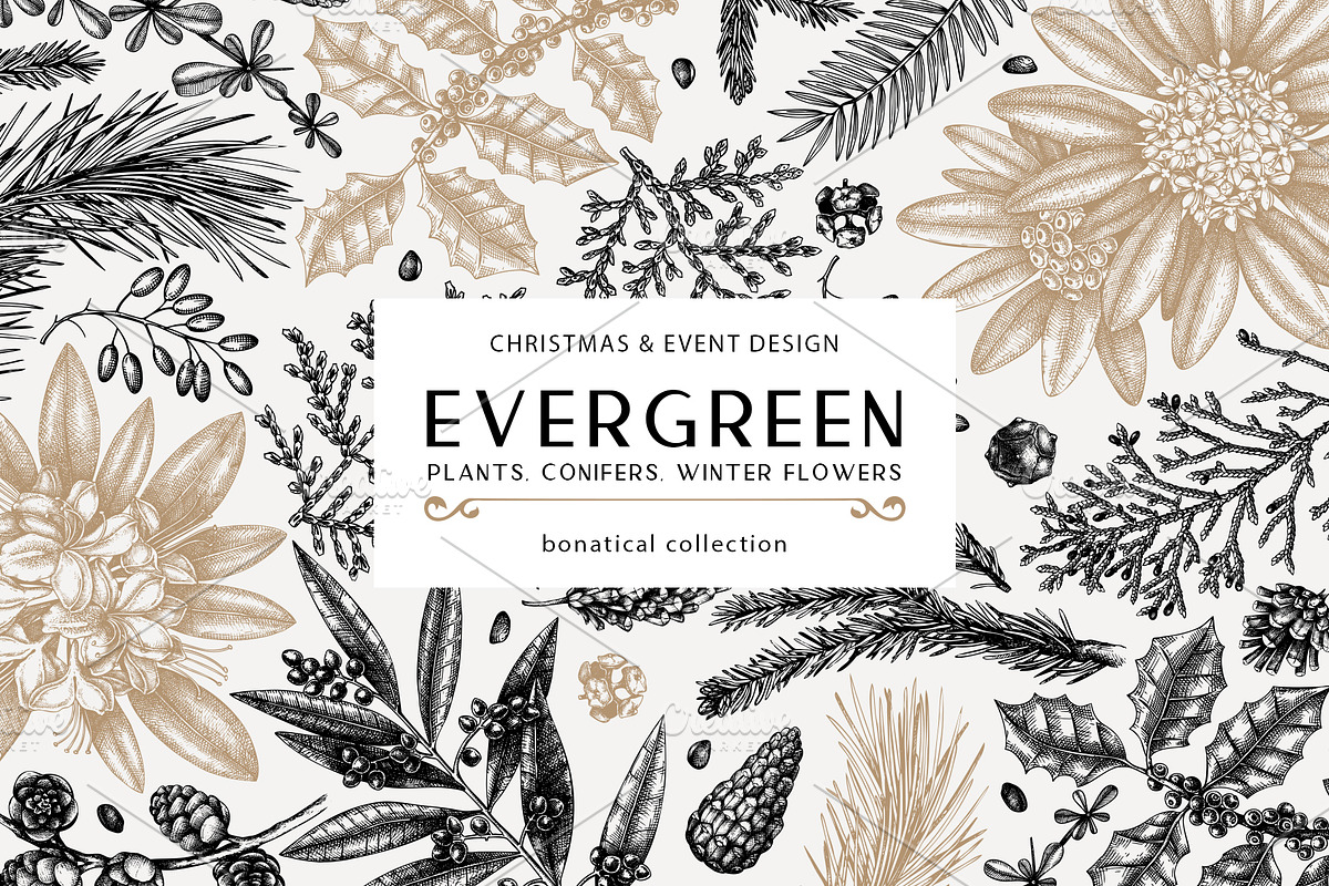 Winter Plants Set. Christmas Designs, a Seasonal Illustration by Yevheniia (Photo 1 of 13)