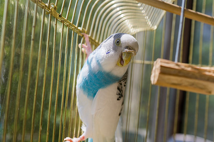 Brightly Colored Parrot preview 2