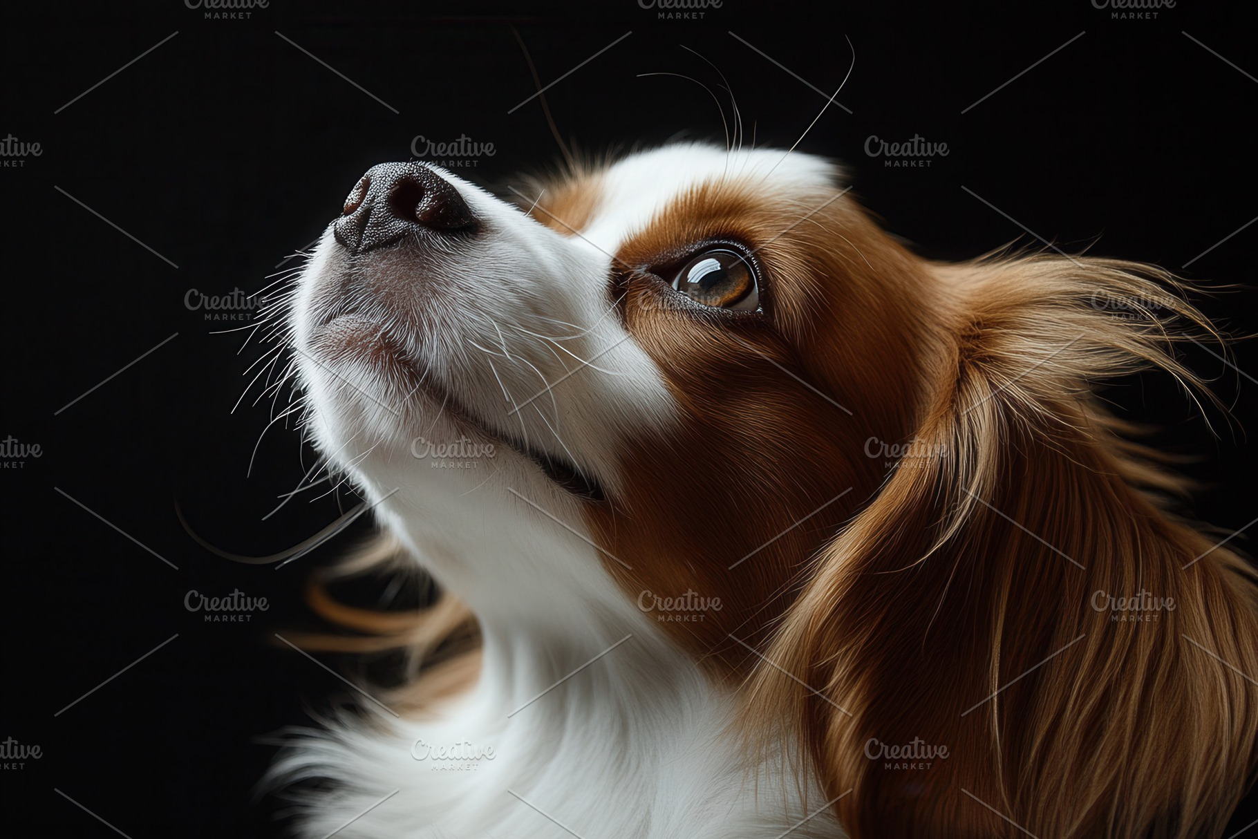 A cute close up of a dogs face, a Photo by Pavel_design