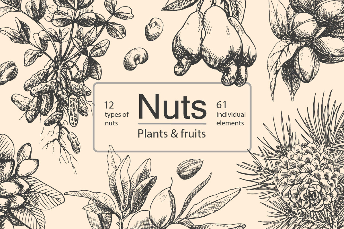 Hand Drawn Nuts set Vector, a Food Illustration by ON_lineart_store (Photo 1 of 11)
