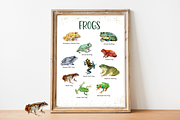 Frogs Watercolour Set, an Education Illustration by Tati Bordiu (Thumbnail 4 of 5)