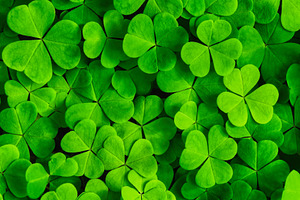 Green clover leaves illuminated by bright sunlight. Fresh shamrock foliage back