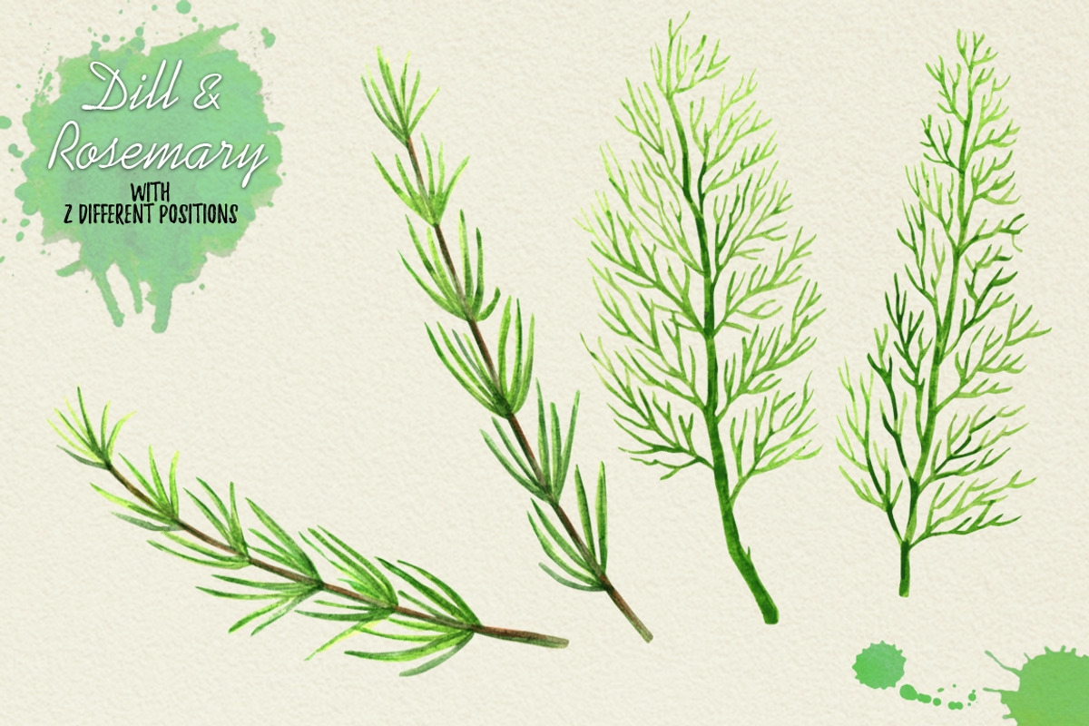 North American Herbs, a Food Illustration by Graphobia (Photo 19 of 21)