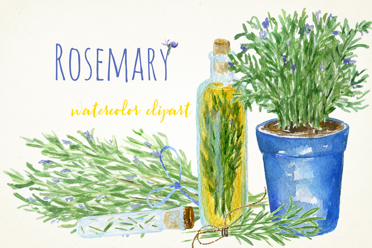 Rosemary. Watercolor clip art., a Decorative Illustration by LABFcreations (Photo 5 of 5)
