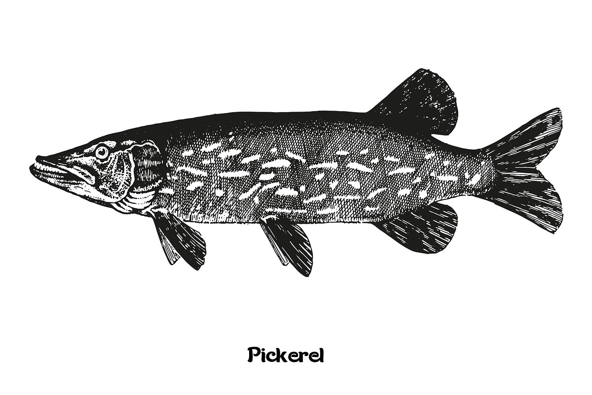 Fish collection, part 3, a Food Illustration by ZotovShop (Photo 7 of 11)