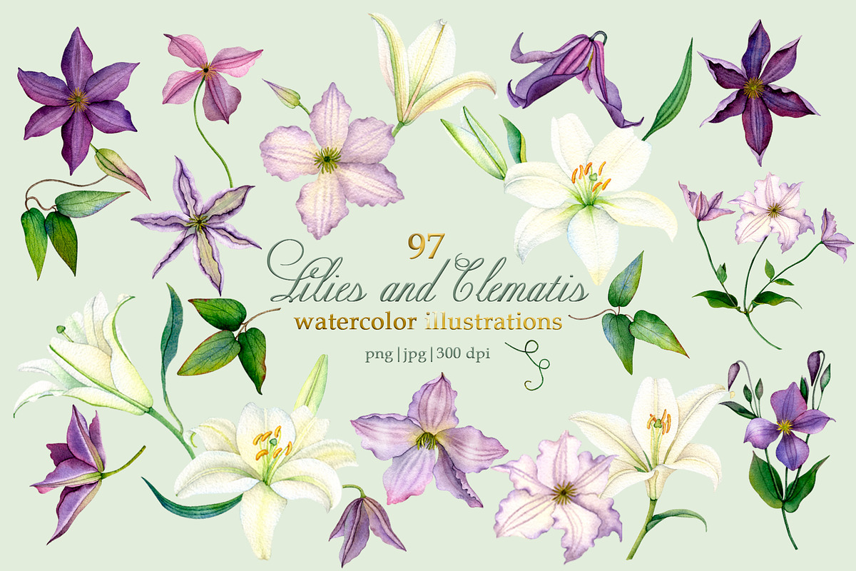 Lilies & Clematis Illustrations, an Illustration by SunnJaneArt (Photo 1 of 13)