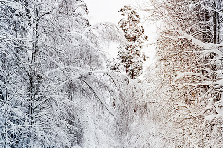 Russian winter forest road in snow a containing christmas, road, and