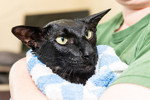 Black cat in towel after washing, an Animal Photo by Vapi