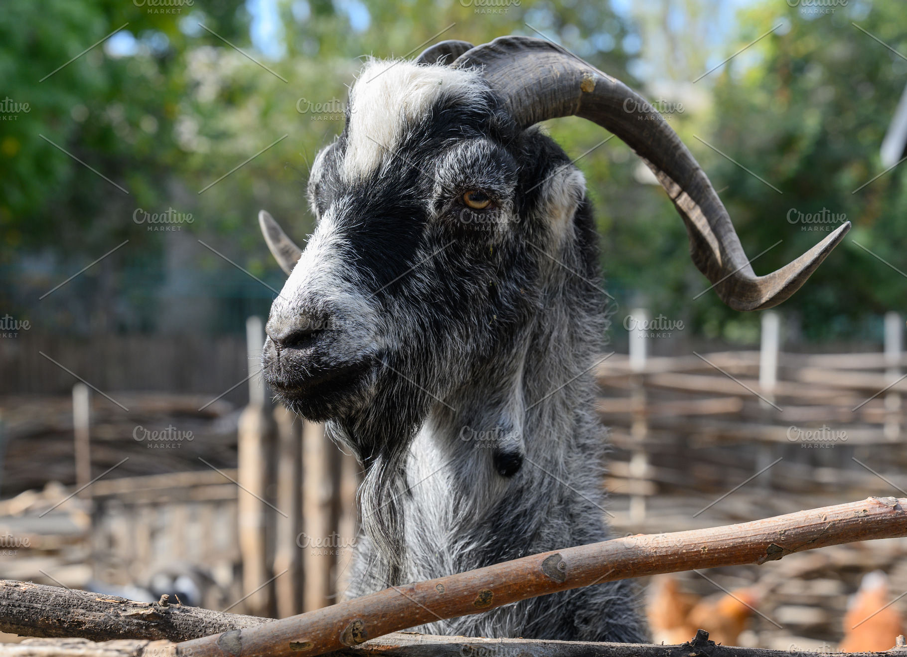 Close-up of a black and white horned goat behind a wooden fence, an Animal Photo by ndanko