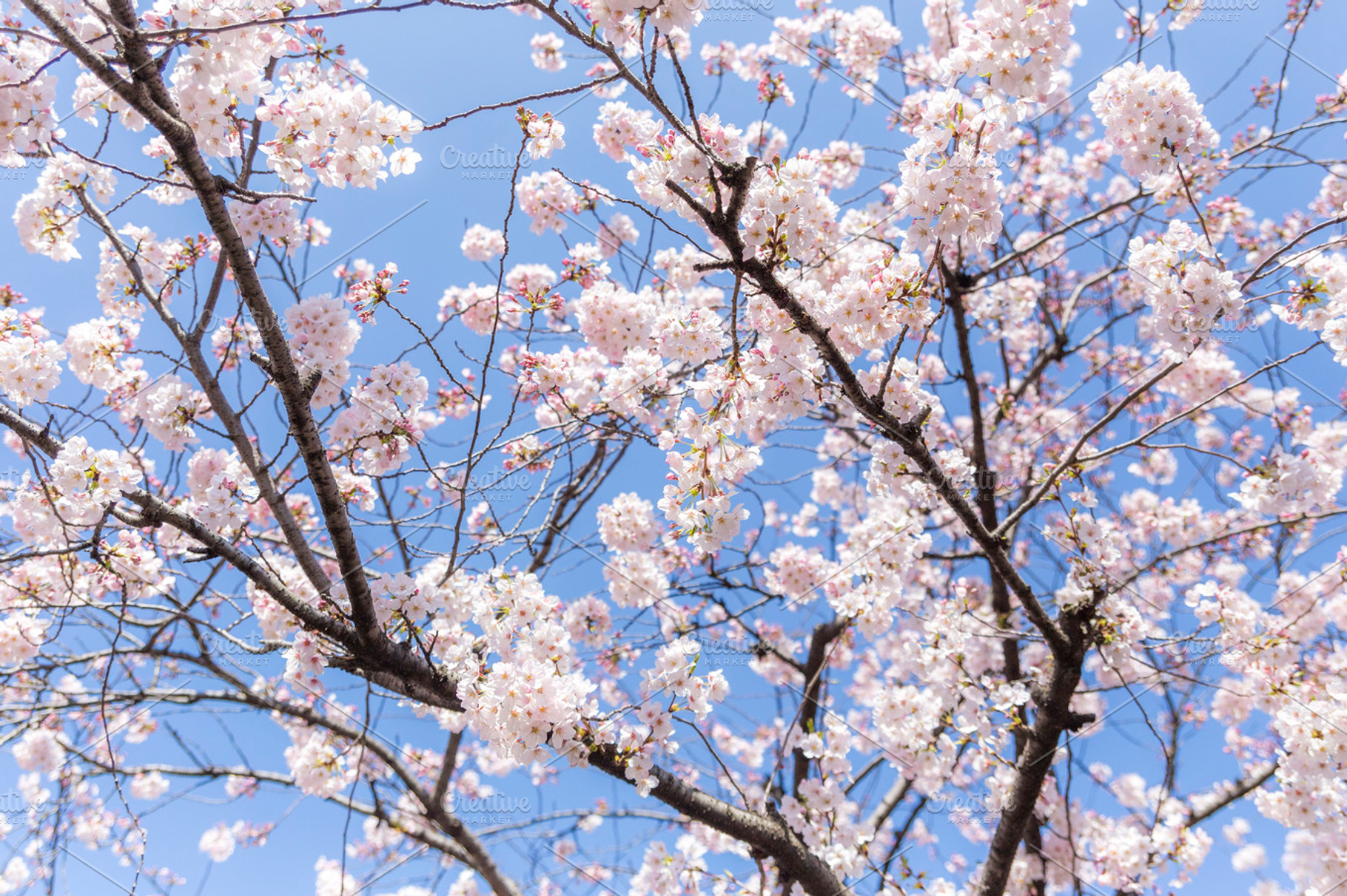 Sakura japanese cherry blossom containing sakura, sakura flower, and cherry, a Nature Photo by Studio W&W