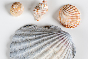 Collection of shea shells against white background