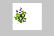 Lavender Herb Photo Pack, a Nature Photo by ifiStudio (Thumbnail 11 of 14)