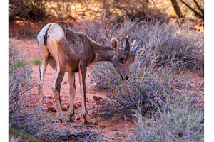 Bighorn sheep lamb grazing among, an Animal Photo by Backyard Stock