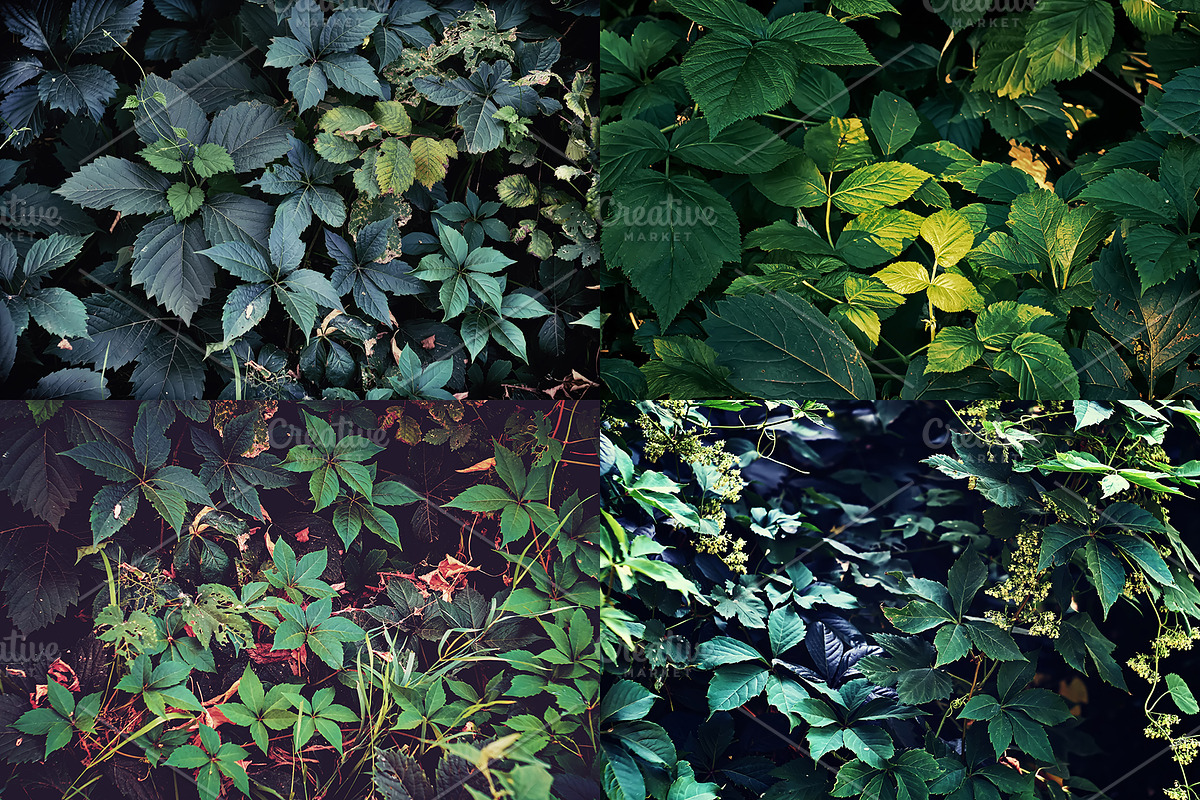 Green leaves Bundle, a Nature Photo by Vladimir Kazimirov (Photo 10 of 10)