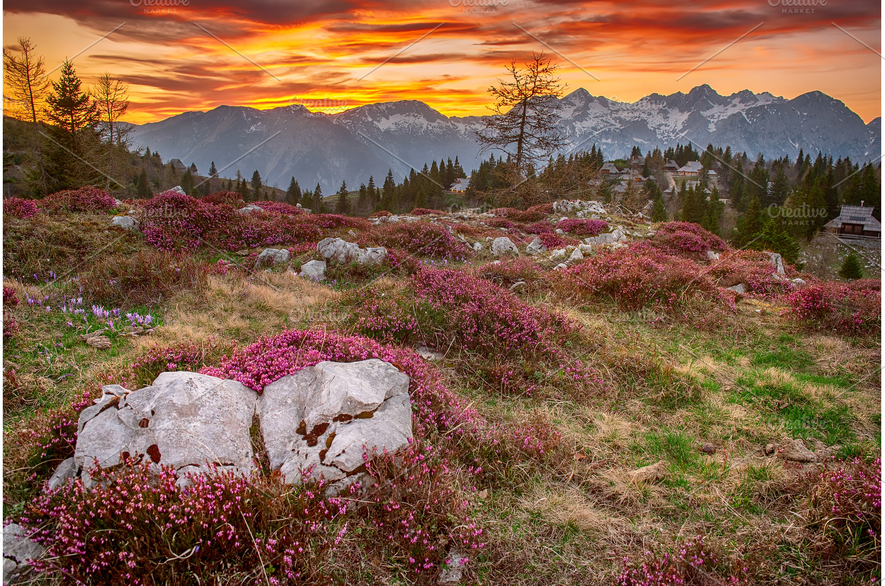 Heather flowers blooming at sunset, a Nature Photo by Nature and travel